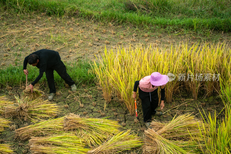 农业农耕农民丰收水稻场景