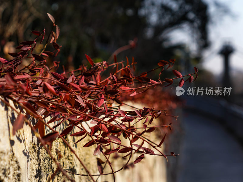 红藤依附墙壁生长的自然景象