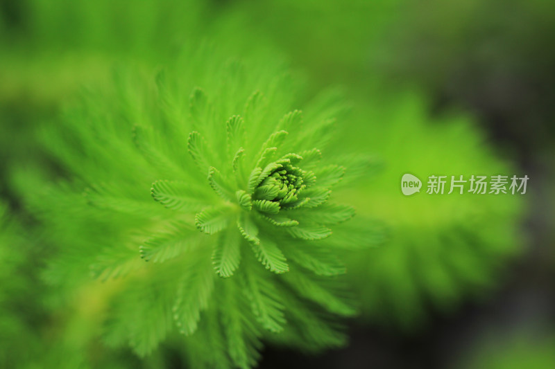 狐尾藻水草嫩叶特写