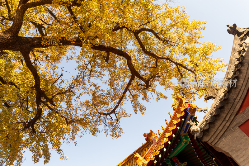 山东济南淌豆寺秋天黄色千年银杏树叶美景