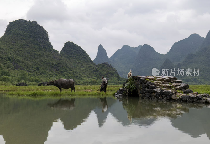 广西桂林状元桥老人牵牛放牧意境风光