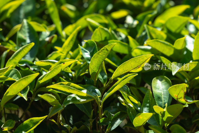 阳光下茶园里嫩绿的茶叶特写