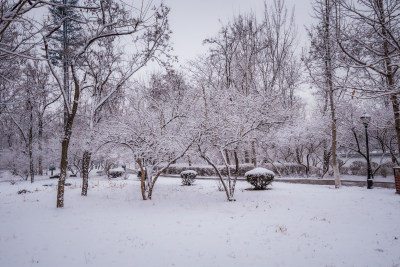 下雪了城市公园自然风景