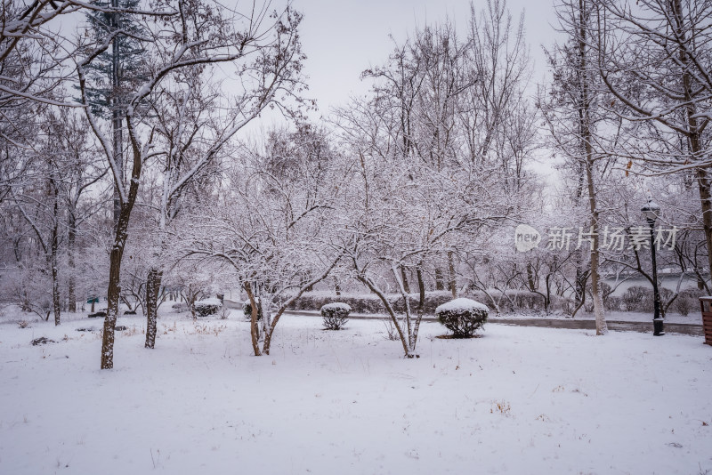 下雪了城市公园自然风景