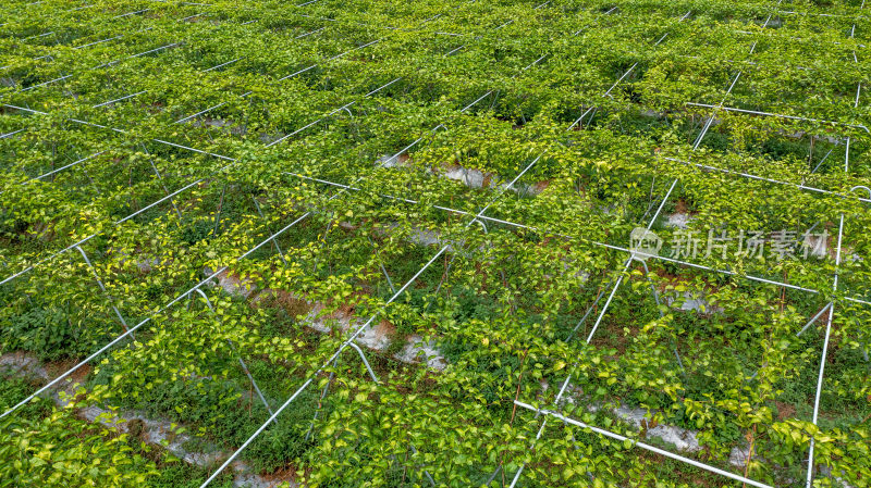 黄金百香果种植园户外生态种植