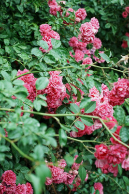 北京国家植物园月季