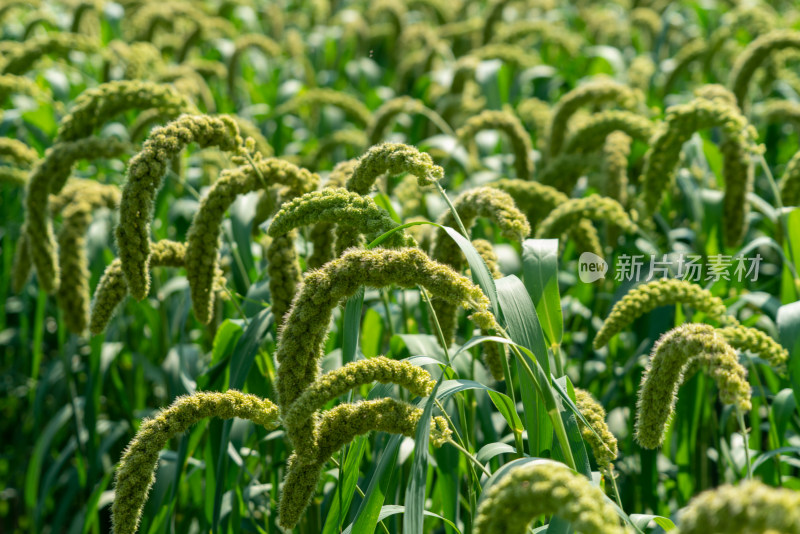 谷子小米长在地里的谷子