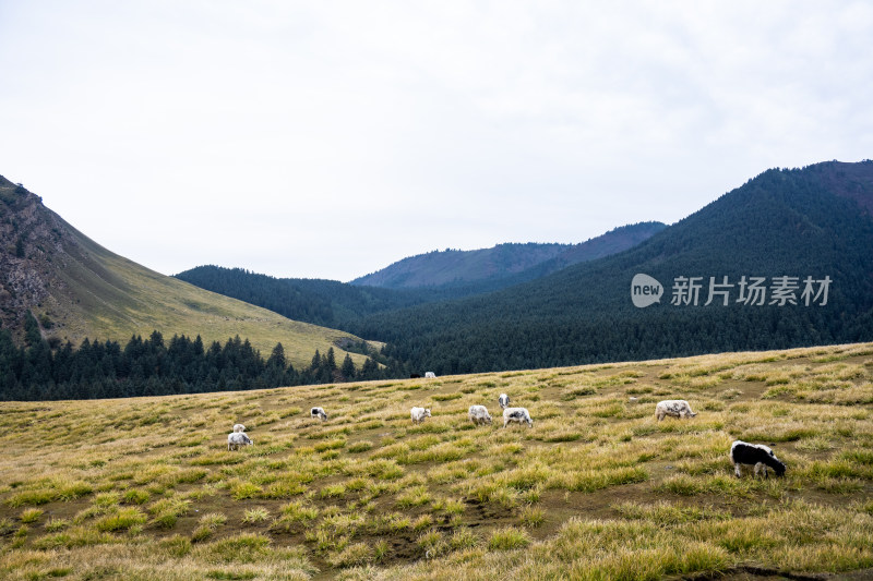 武威冰沟河景区