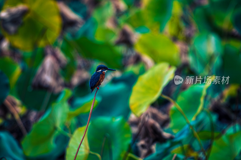 荷花池塘里的小鸟