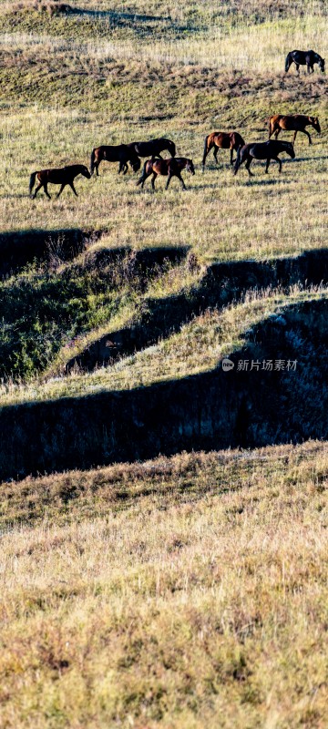 草原边的村庄远景