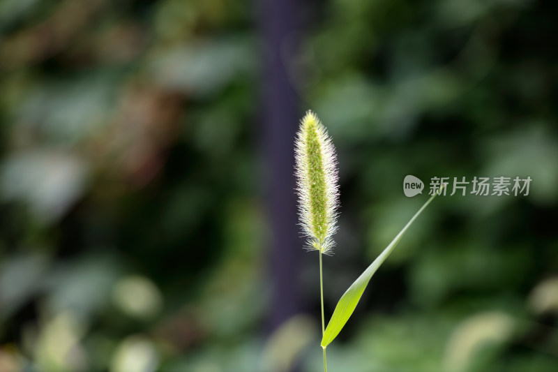 户外狗尾巴草特写