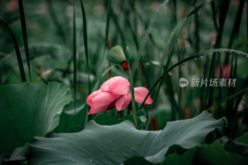 雨后荷花