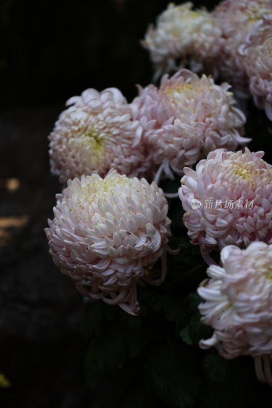 杭州植物园菊花展盛开的粉白色菊花特写