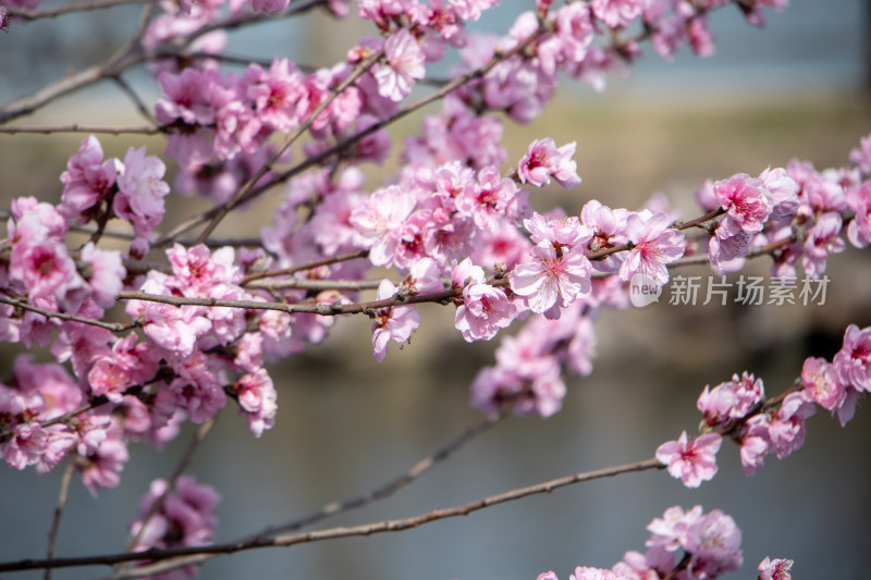 春天枝头盛开的粉红色桃花