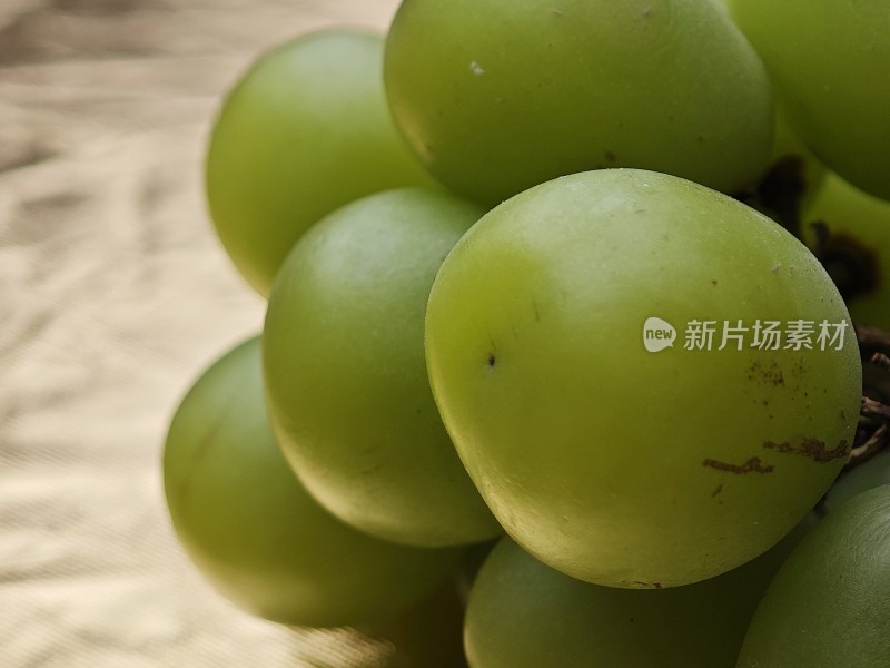 青提特写展示果实饱满的青提近景