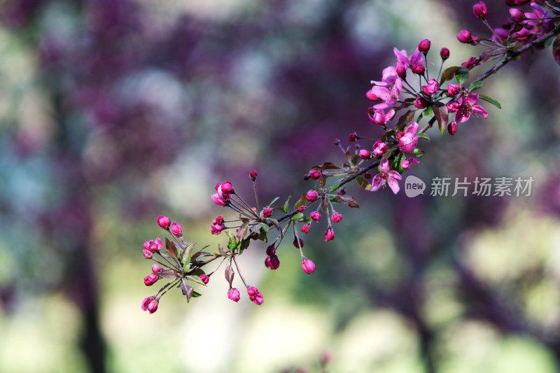 一枝春天的海棠花