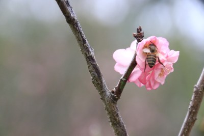 粉红梅花