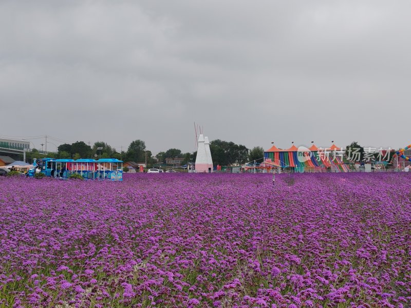 紫色花海，风景宣传片，景区宣传片