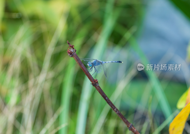 蓝蜻蜓栖息枝头