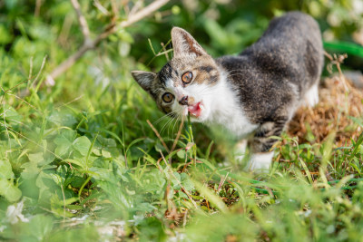 小猫咪、狸花猫、宠物猫