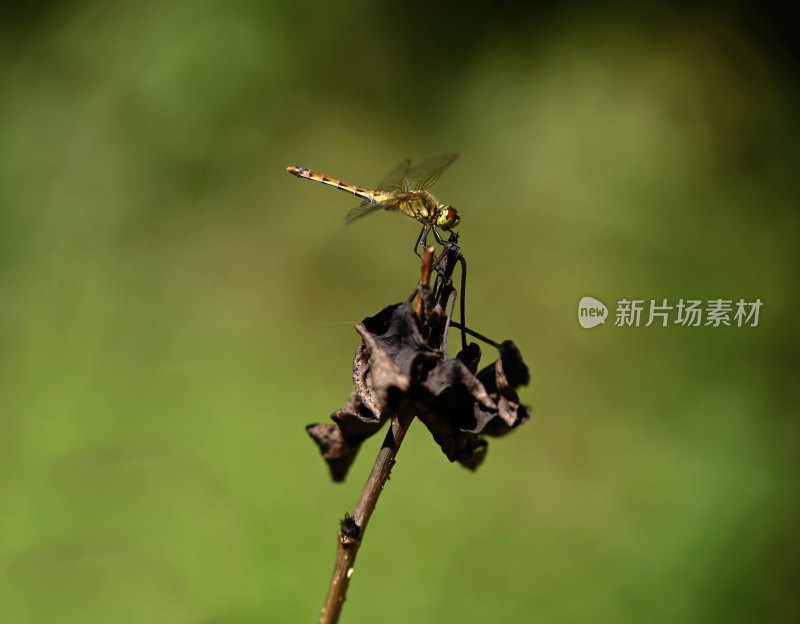 枝头上的蜻蜓