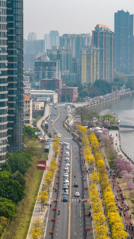 广东广州春季金色的花海城市中的金色花朵