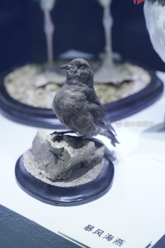 海洋馆里展示的暴风海燕标本