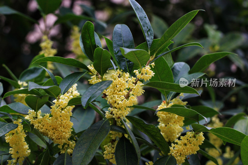 金桂花枝背景素材