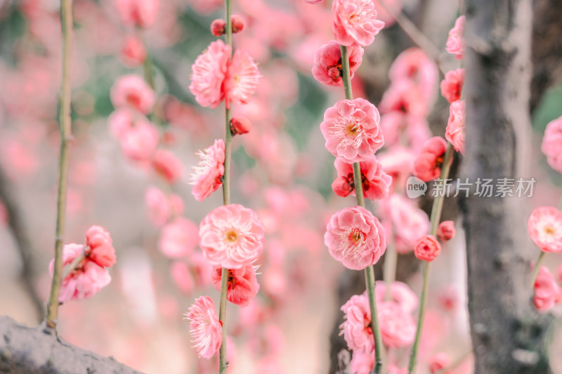 特写粉色梅花枝头绽放