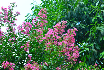 紫薇花卉花朵花蕊