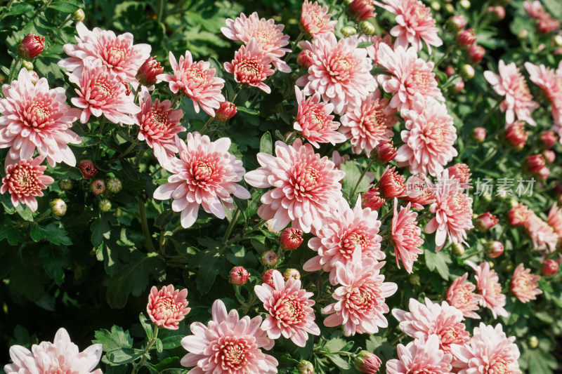 北京国家植物园菊花展