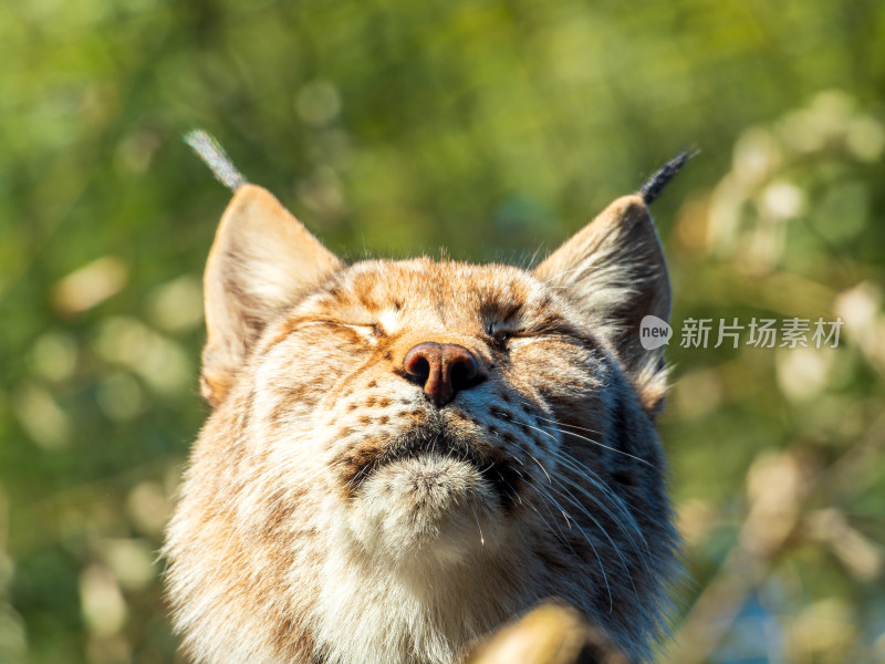 欧亚猞猁大头照