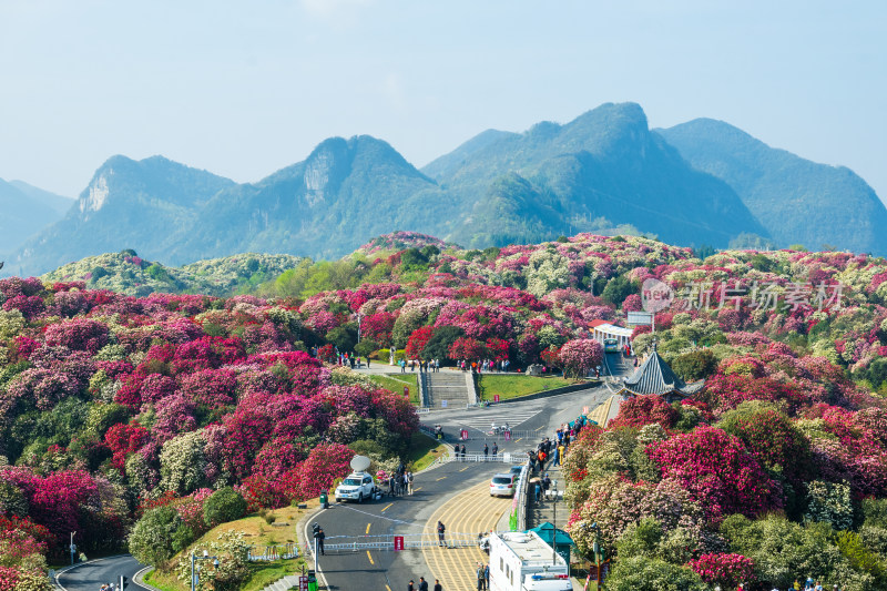 贵州百里杜鹃