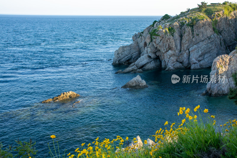 辽宁大连琥珀湾海边岩石上的金色花海