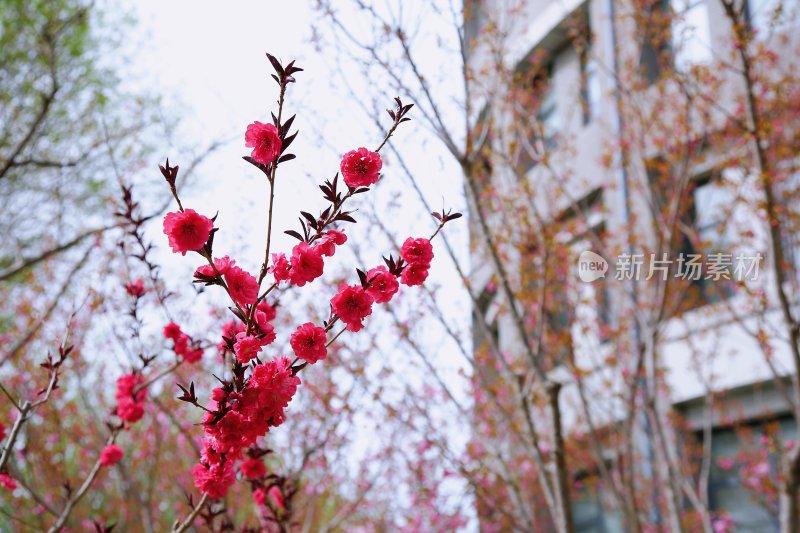 北京大学 经济学院