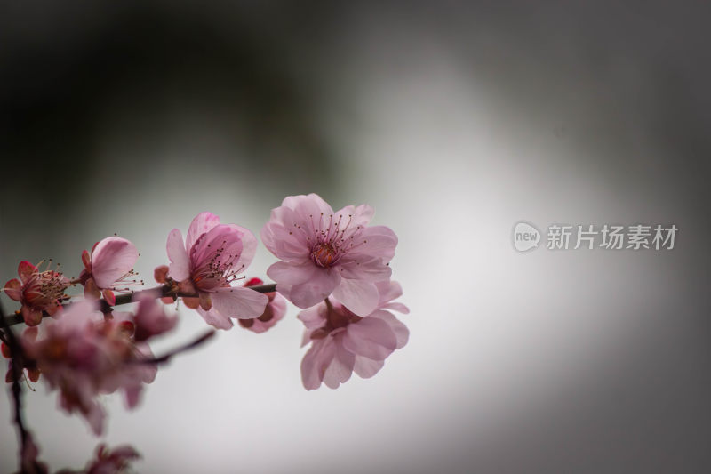 特写粉色绽放桃花