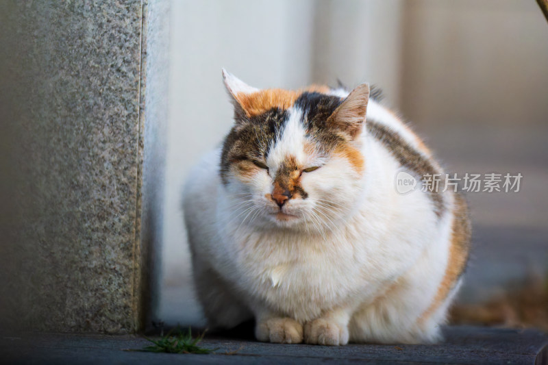 冬天蜷缩着的流浪三花猫