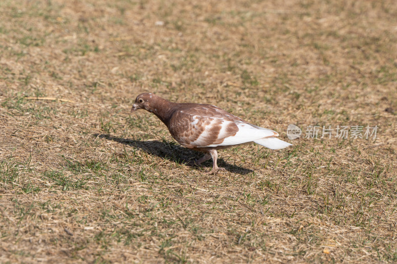 鸽子岩鸽在草地寻找食物和平鸽