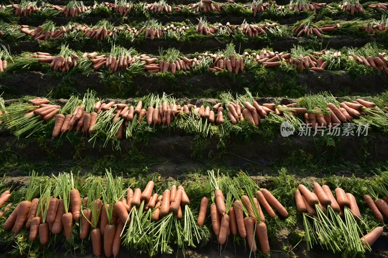 胡萝卜采收、生态农业、有机蔬菜