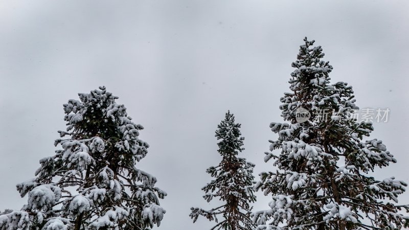 重庆酉阳：大雪纷飞赏雪忙