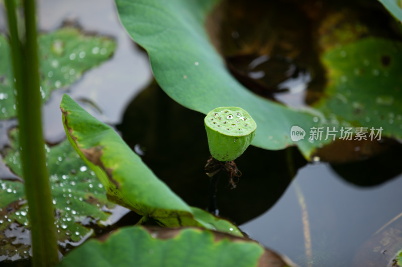 池塘莲蓬荷叶