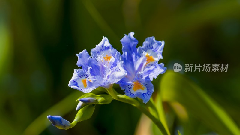 特写蓝紫色鸢尾花扁竹兰