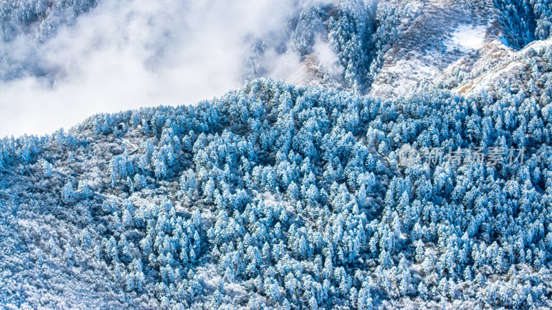 冬季成都西岭雪山的植被植物