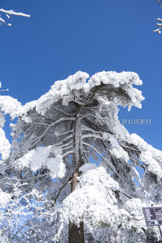 雪覆山石与松树景观