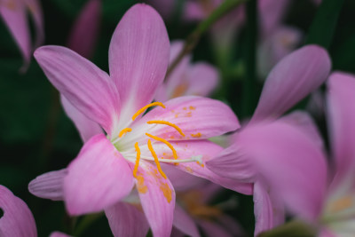 水仙花特写镜头