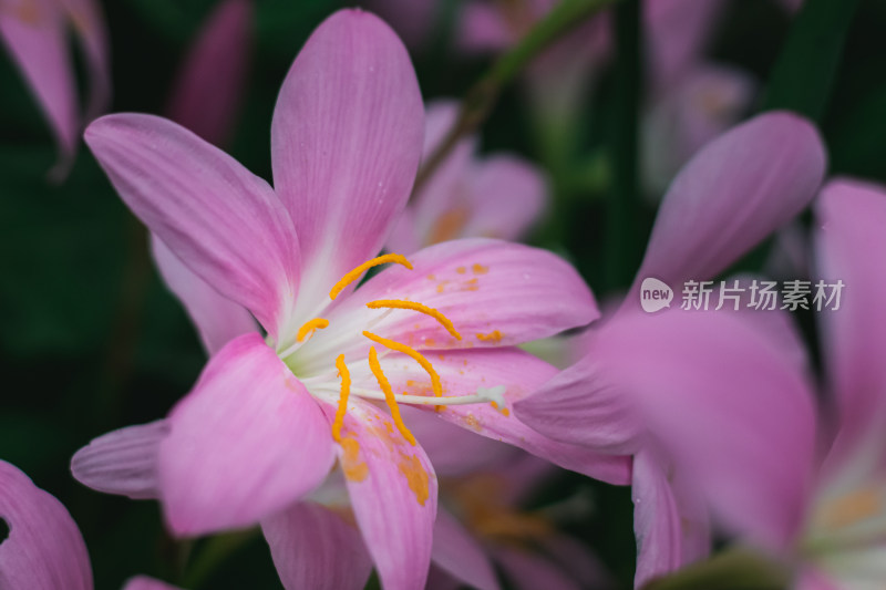 水仙花特写镜头