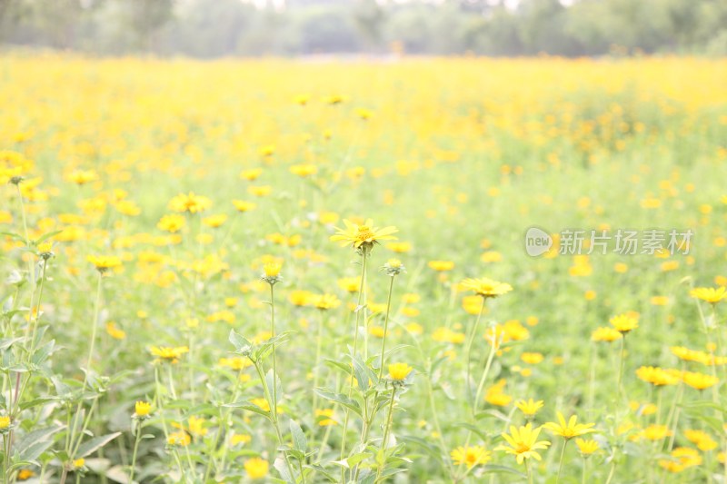 野菊花系列