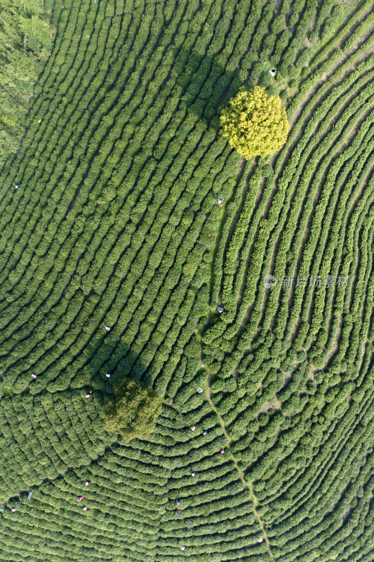 杭州大径山茶园风光