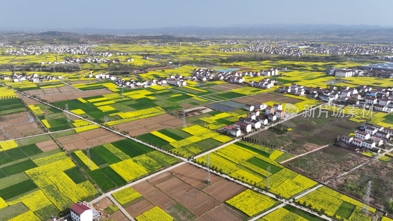 航拍汉中市洋县油菜花田乡村振兴