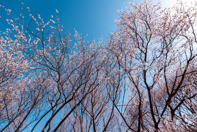 北京奥森公园桃花